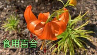 用百合鳞片和球茎种植有哪些不同？生长过程要注意些什么？