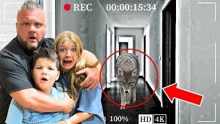 VICIOUS COYOTE Came Into Our Home on Vacation!  *security footage*