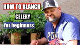 How To Blanch Celery!