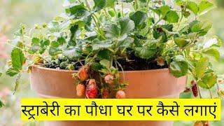 #स्ट्राबेरी का पौधा घर पर कैसे लगाएं #how to grow strawberry at home#स्ट्रॉबेरी का पौधा