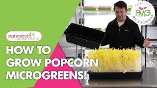 How to grow Popcorn Microgreens