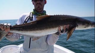 tampa bay fishing, tearing it up offshore 