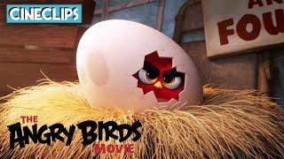 Angry Birds – Der Film | Reds wütende Geschichte | KinoClips | Mit Untertiteln