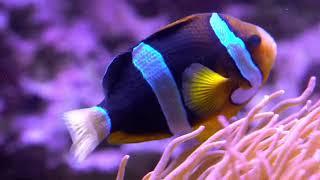 Aquarium Fishing 4k Video Background  Relaxing Music !!