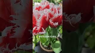 튜립이 피었어요 #마리의정원 #그대다시 #베란다정원 #김필 #튜립 #봄꽃