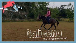 Riding the Endangered Galiceno | DiscoverTheHorse [Episode #42]