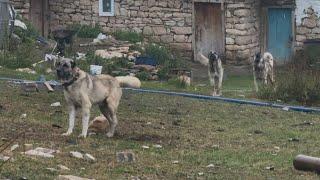 AZAP ŞUAN İSTESİN AZATI İKİYE BÖLER YERDEN KALDIRMAZ ÇÜNKÜ  O HALA BİR EFSANE