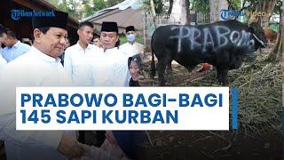 Presiden Terpilih Prabowo Subianto Bagi-bagi 145 Ekor Sapi Kurban, Ukurannya Jumbo