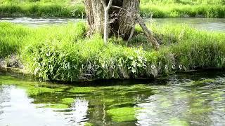 Luke Howard - In Metaphor , Solace (extended) - Relaxing music - Nature movie