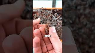 Зачем уничтожают яйца пчёл?  |#животные