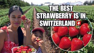 STRAWBERRY PICKING IN GENEVA SWITZERLAND | Jenelyn Iacovangelo