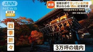 外国客で大混雑・京都で紅葉の穴場スポット3選　「西山」で絶景ゆったり【もっと知りたい！】【グッド！モーニング】(2024年12月4日)