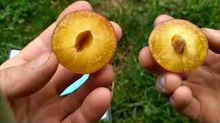 Сливи - Ренклод Ранній та диплоїдної сорту Динна.