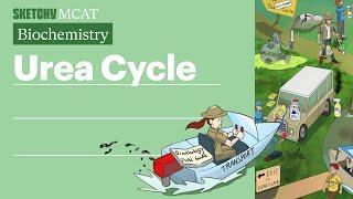 Learn Urea Cycle from Sketchy MCAT's Protein Catabolism Lesson