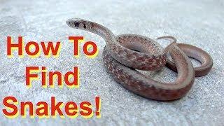 6 Tips to Find Snakes! (FIND - not handle!)