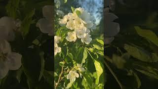 Что успели на даче за май #сад #яблонядекоративная #можжевельники #цветениедекоративнойяблони