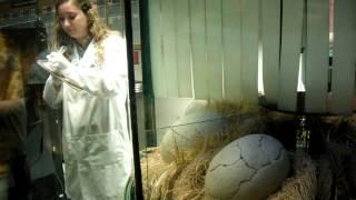 Universal Studio Jurassic Park Egg Hatching