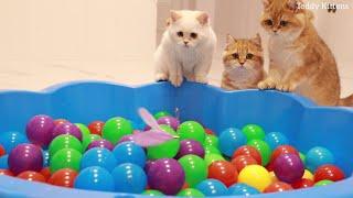 Funny Kittens and 200 Balls in a Ball Pit ! | Teddy Kittens