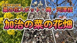 菜の花スポット　渥美半島　梅　河津桜と菜の花まつり　Japan's rapeseed flower spots, plum and cherry blossom spots too 