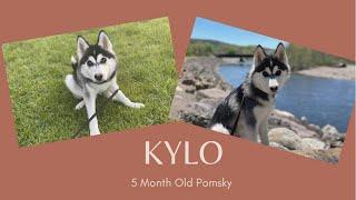 Best Pomsky Trainers ||| OLK9 Lehigh Valley ||| 5 Month Old Pomsky, Kylo