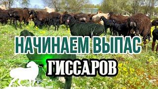 Начало пастбищного сезона