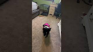 Video of adoptable pet named Sally Stitches