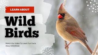 For The Birds With Richard Cole - Watch A 30 Minute Show All About Wild Birds!