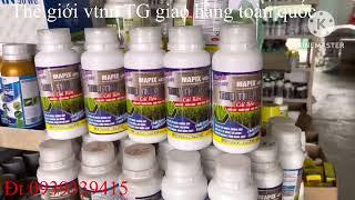 Lua#giai pháp rễ mạnh lùn cây chống đỗ ngã#truthep#mapix#anphatnong