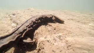 Wild Eastern Hellbender - Filmed Naturally Underwater