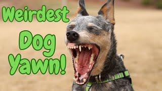 The Weirdest Dog Yawn You'll Ever See - Just Like A Coyote!