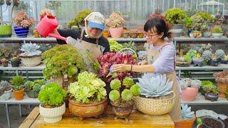 Repot and take care for succulents before wet season // Joy Garden Succulent 