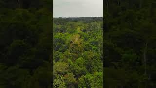 Amazon rainforest, Peru #peru #travel #amazon #rainforest #earthday #jungle #nature # #drone