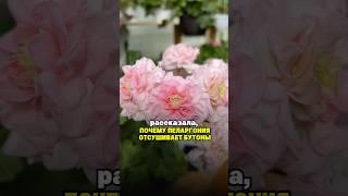 Почему пеларгония отсушивает бутоны.