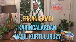 NASIL YAPSAM? | ERKAN ŞAMCI - KARINCALARDAN NASIL KURTULURUZ ?