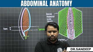 Abdominal Anatomy | Surgery | Bailey learned with Dr. Sandeep | PW MedEd