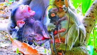 Awesomely! Action best clip videos of just-born monkey babies + Action newborn babies drinking milk