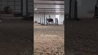 Old riding clip! Logan slayed! #horse #horselover #equestrian #horseriding #horses #fypシ #shorts