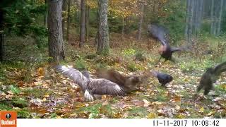 Myszołów zwyczajny / Włochaty / Jastrząb / Kruk (Buteo buteo, Buteo lagopus,  Accipiter gentilis )