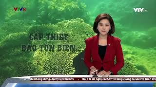 NỖ LỰC BẢO TỒN CÁC RẠN SAN HÔ Ở MIỀN TRUNG | #VTV8 Tiêu điểm (3/9/2022)