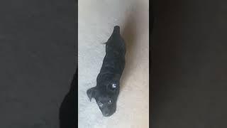 #rescuepuppy #rescuedog #dogvideo #doglover #shortvideo #puppydog #support #lucky #viralvideo