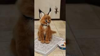 Rabbit Eared Caracal Kitten Ignores Gecko #furriously