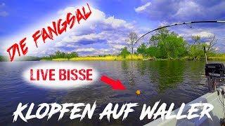 Klopfen auf Waller / Wels / Live Bisse / Live Drill / Die Fangsau angelt an der Oder