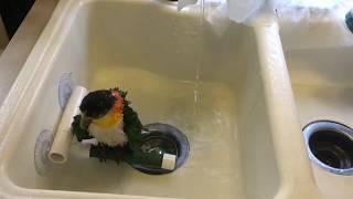 Bird Bath In The RV