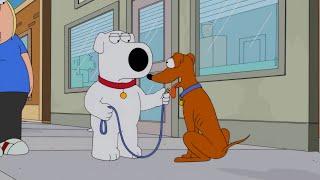 When you let your dog off the leash. Family Guy Season 13 Episode 1.