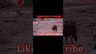 Leopard Vs Hyena #shorts #shortsfeed  #animals #trending #viralvideo #4time8vlog #Rendi goodboy