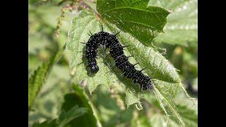 A distinctive caterpillar