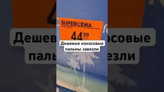 Кокосовая пальма доступна для всех, но только ценой, в нашем климате погибнет, читайте описание