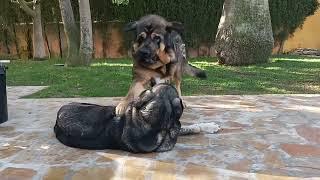 Diana and Oslo playing.The biggest spanish Mastiff ever.