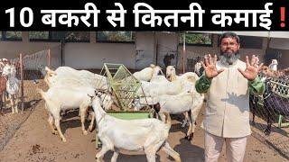 10 बकरी से 1 साल में कितनी कमाई | 10 bakri se kitni kamai hoti hai | Goat Farming