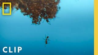 Fire Ants in the Pool | A Real Bug's Life | National Geographic